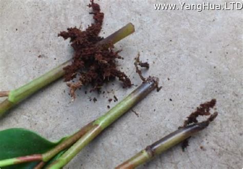 植物爛根補救|植物爛根的表現和征兆，教你1招急救方法，養三年都不會再爛根